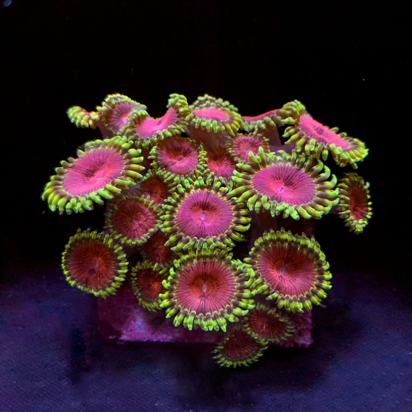 Fake Chili Zoanthus
