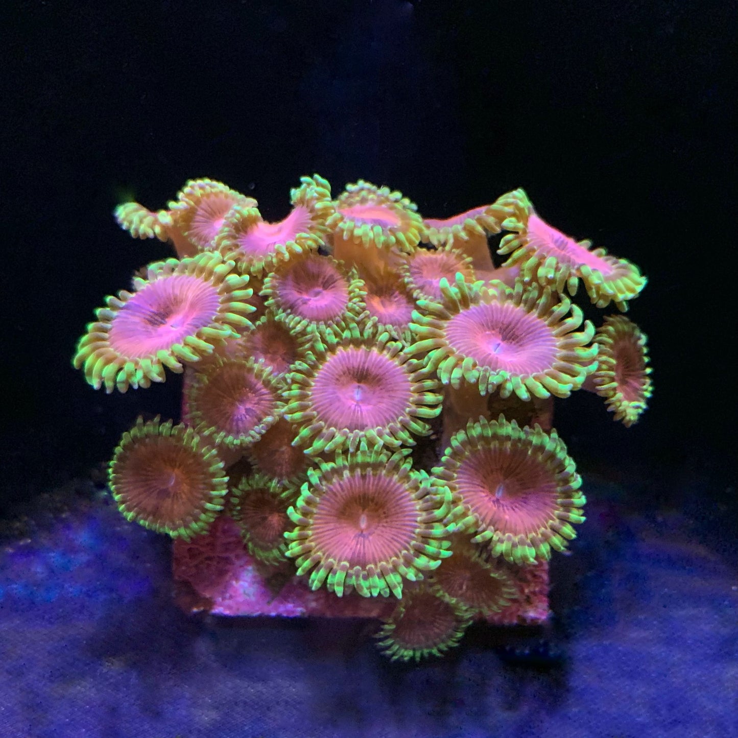 Fake Chili Zoanthus