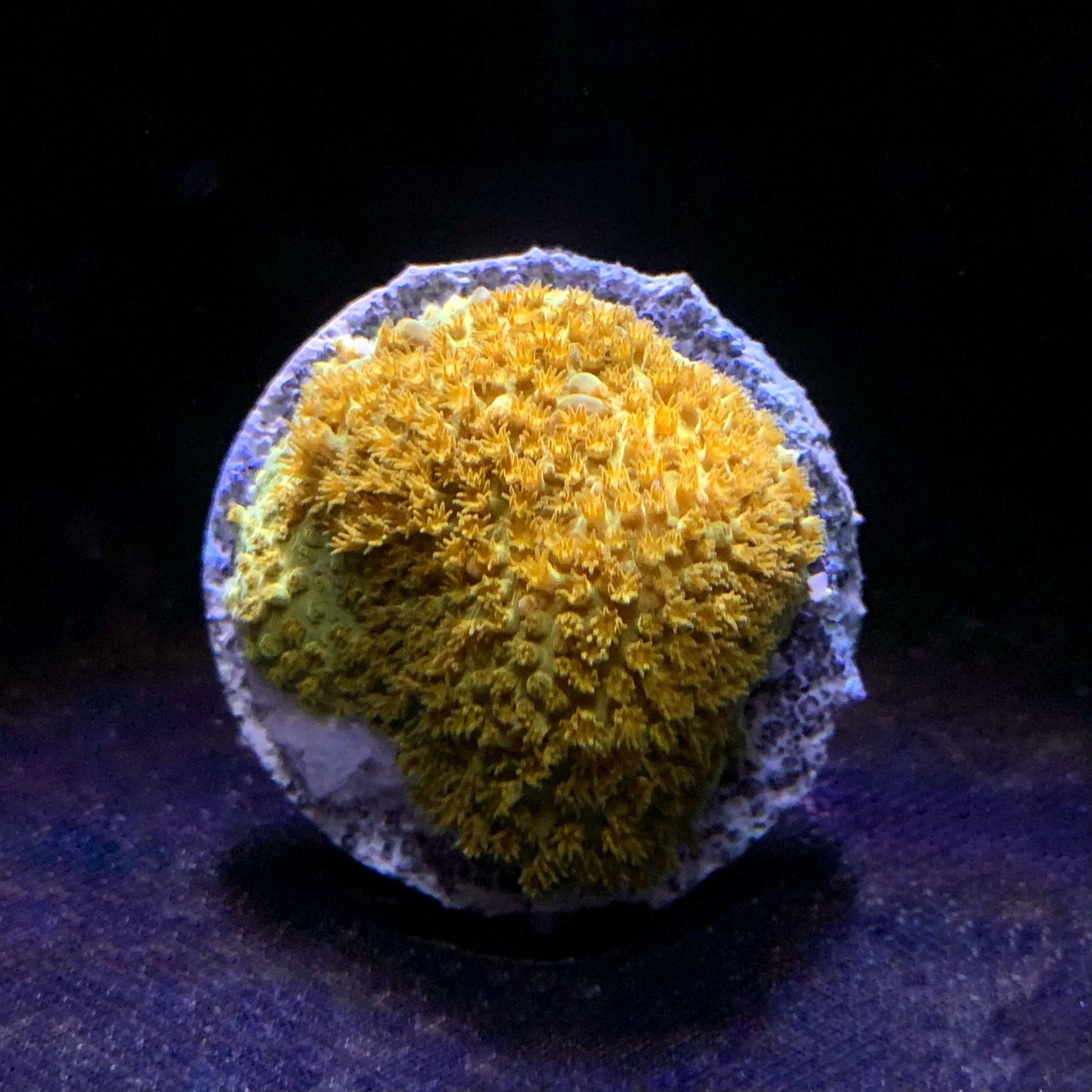 Golden Stylocoeniella
