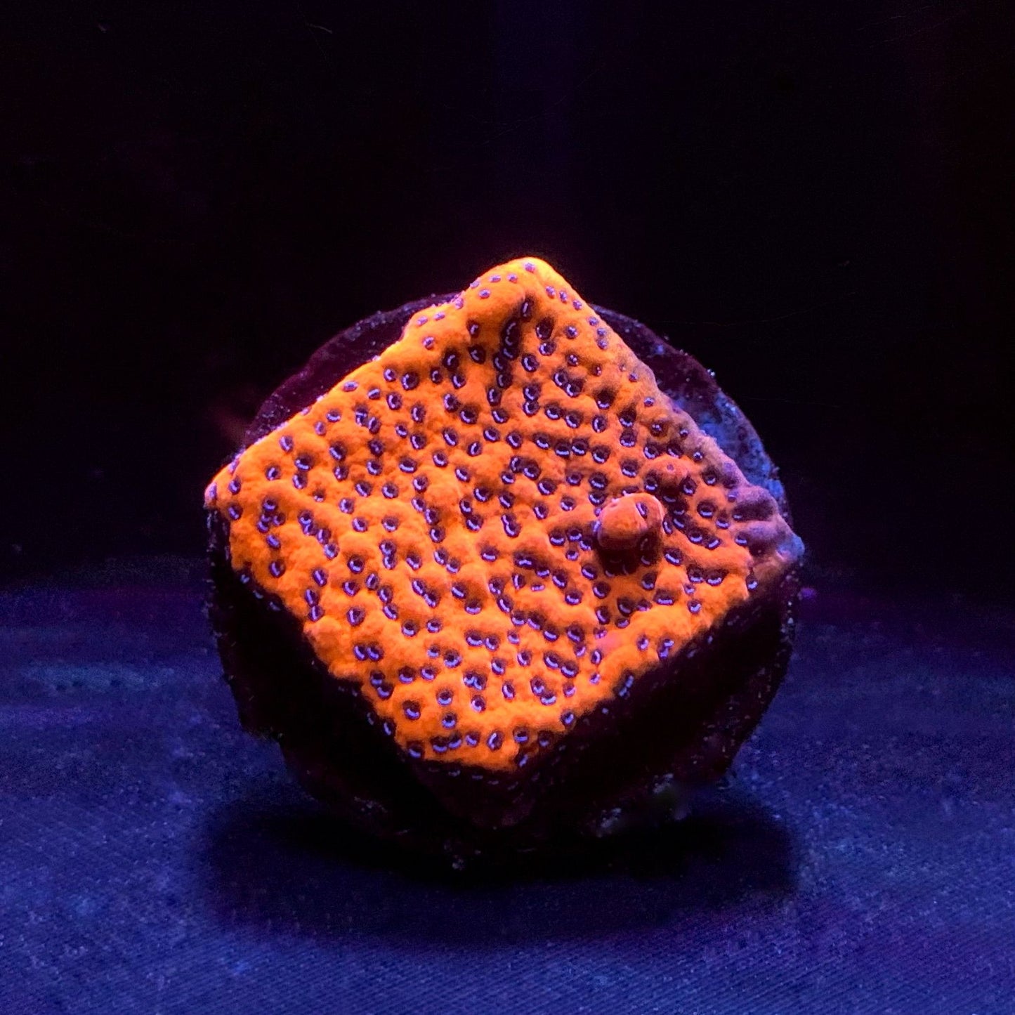Mystic Sunset Montipora