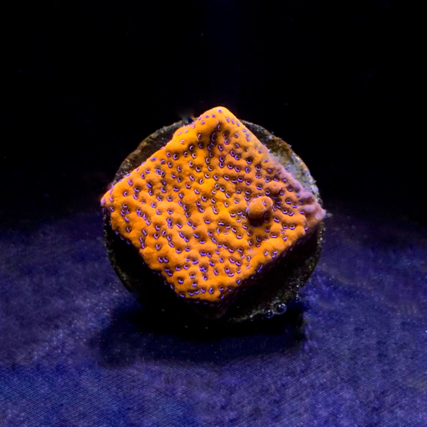 Mystic Sunset Montipora