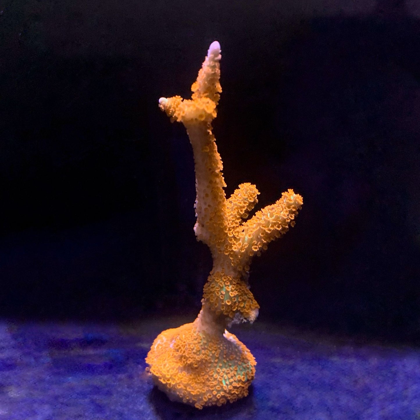 Bubblegum Montipora