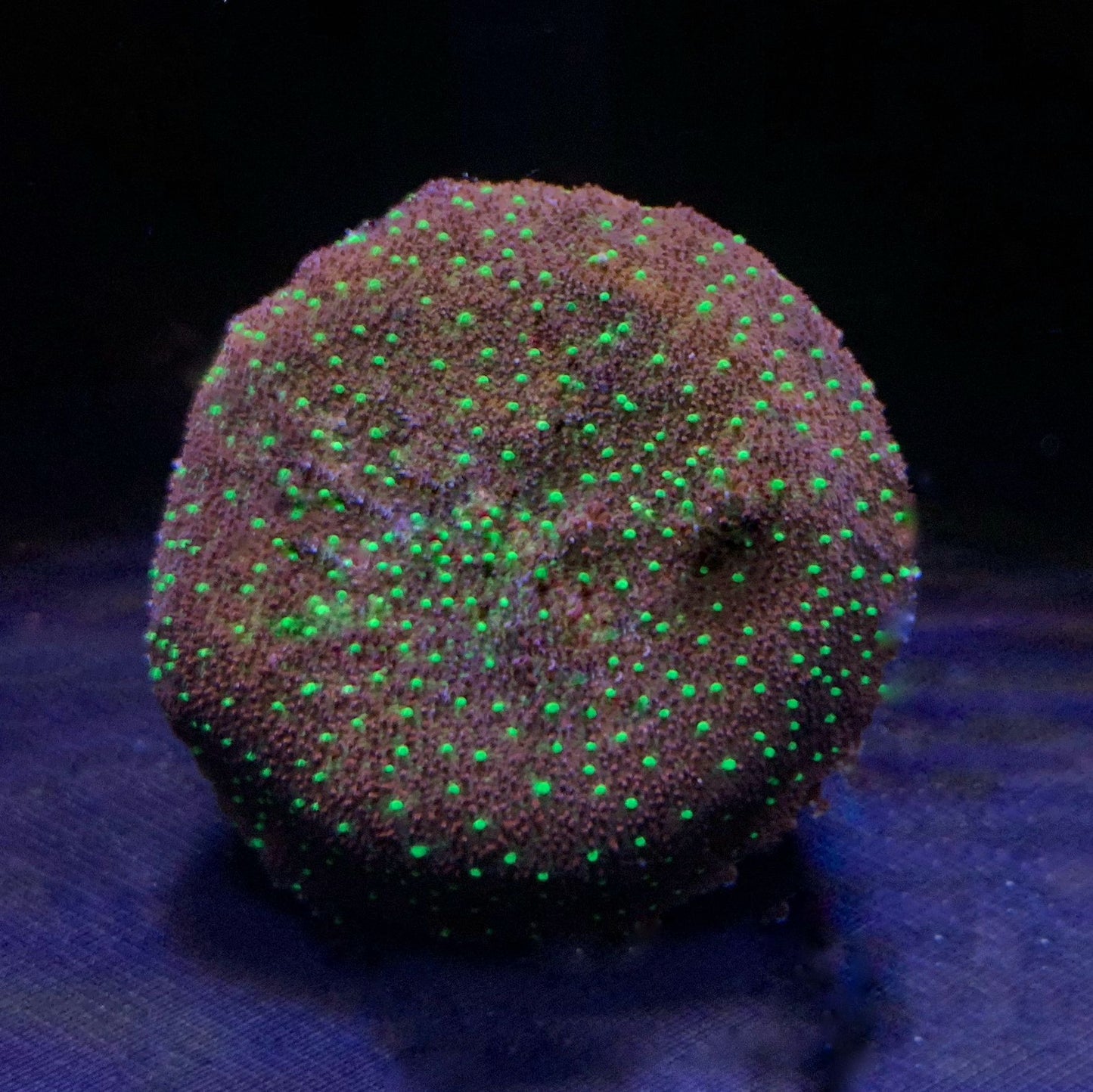 DR Galaxy Psamcorra