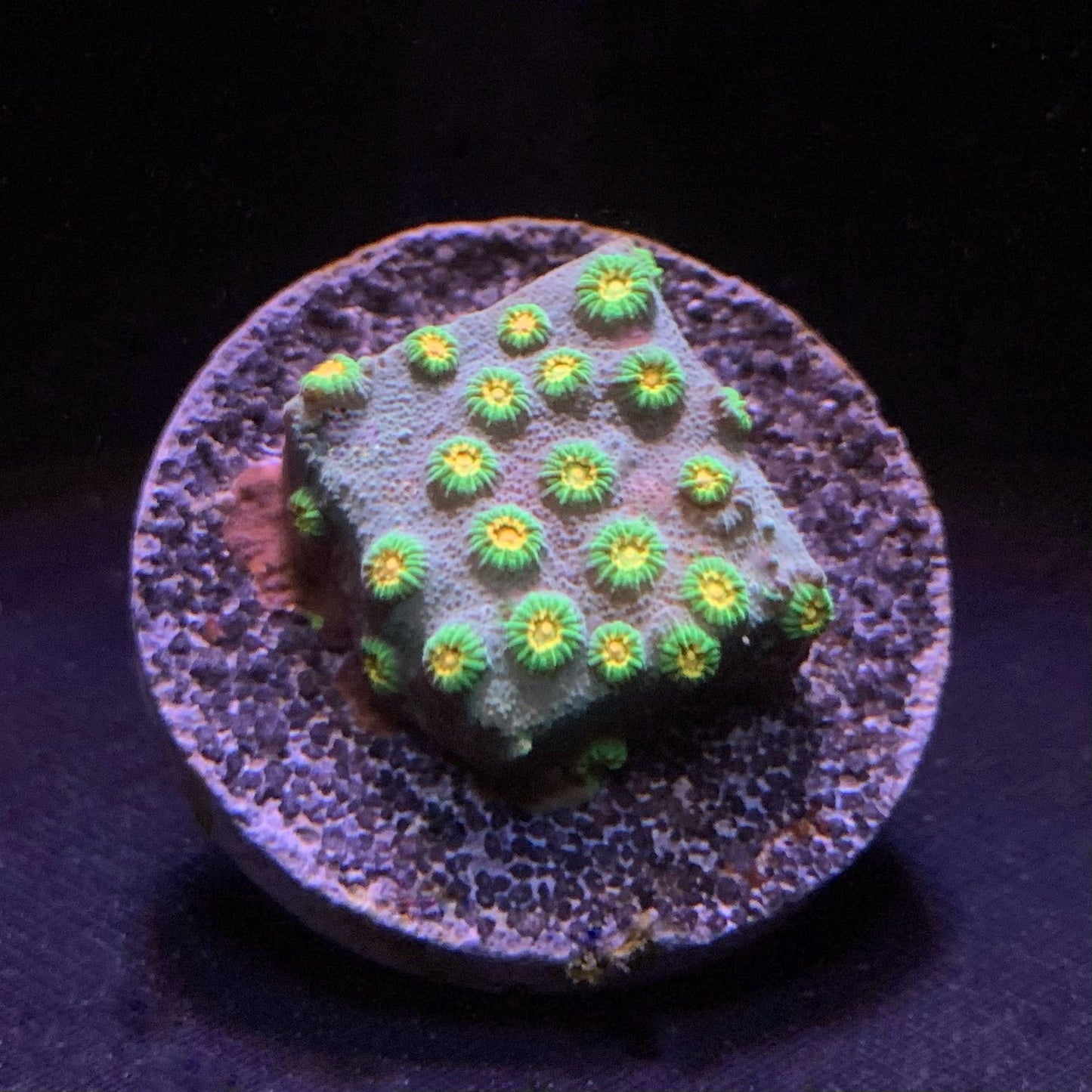 DR Spongebob Cyphastrea