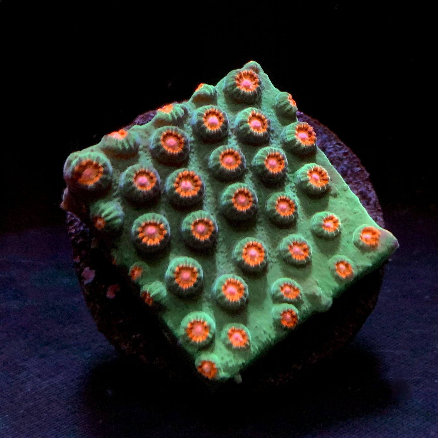 Jingle Bells Cyphastrea