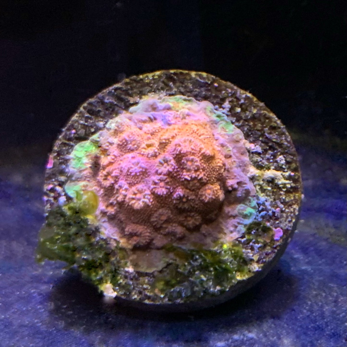 Rainbow Skittels Cyphastrea