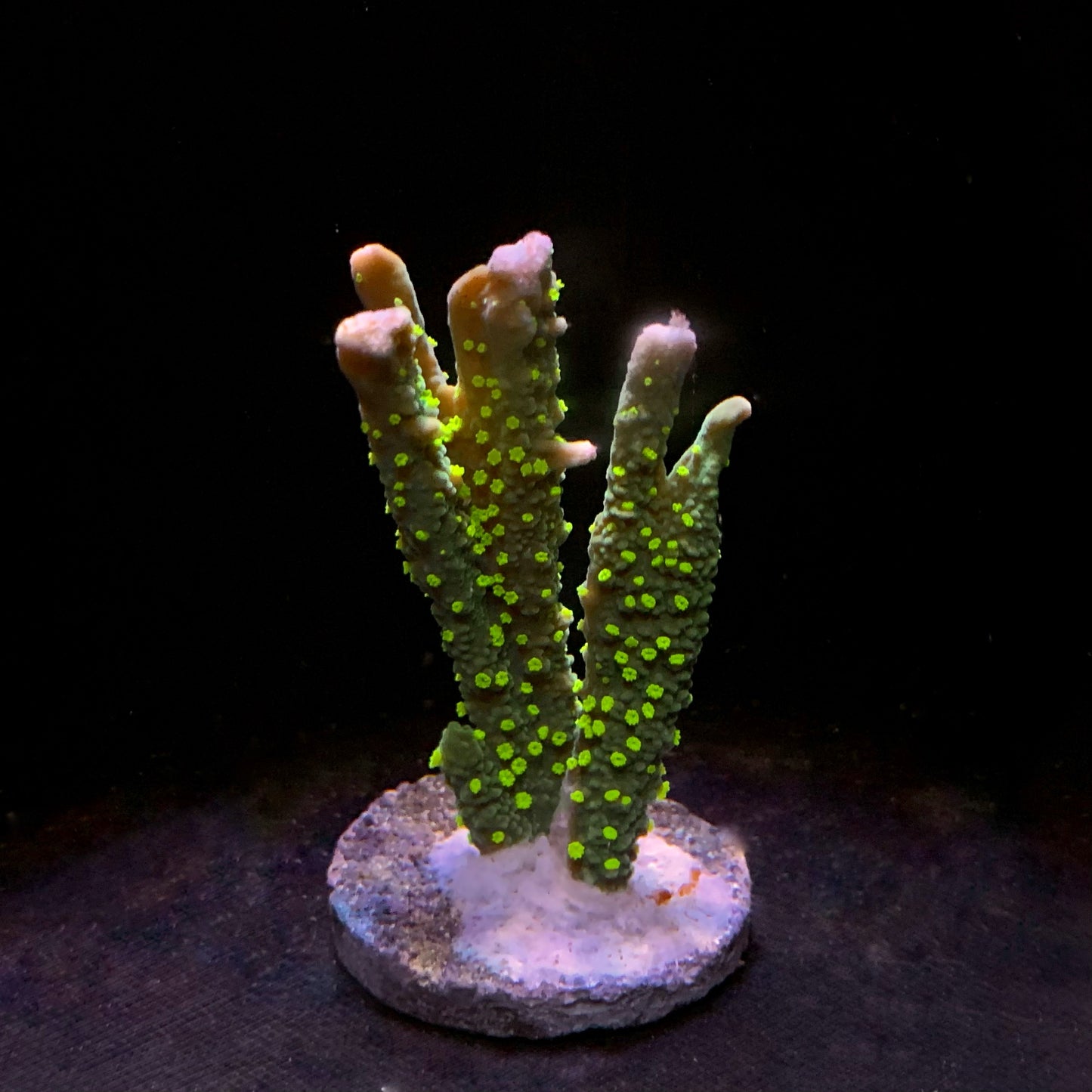 Hulk Montipora