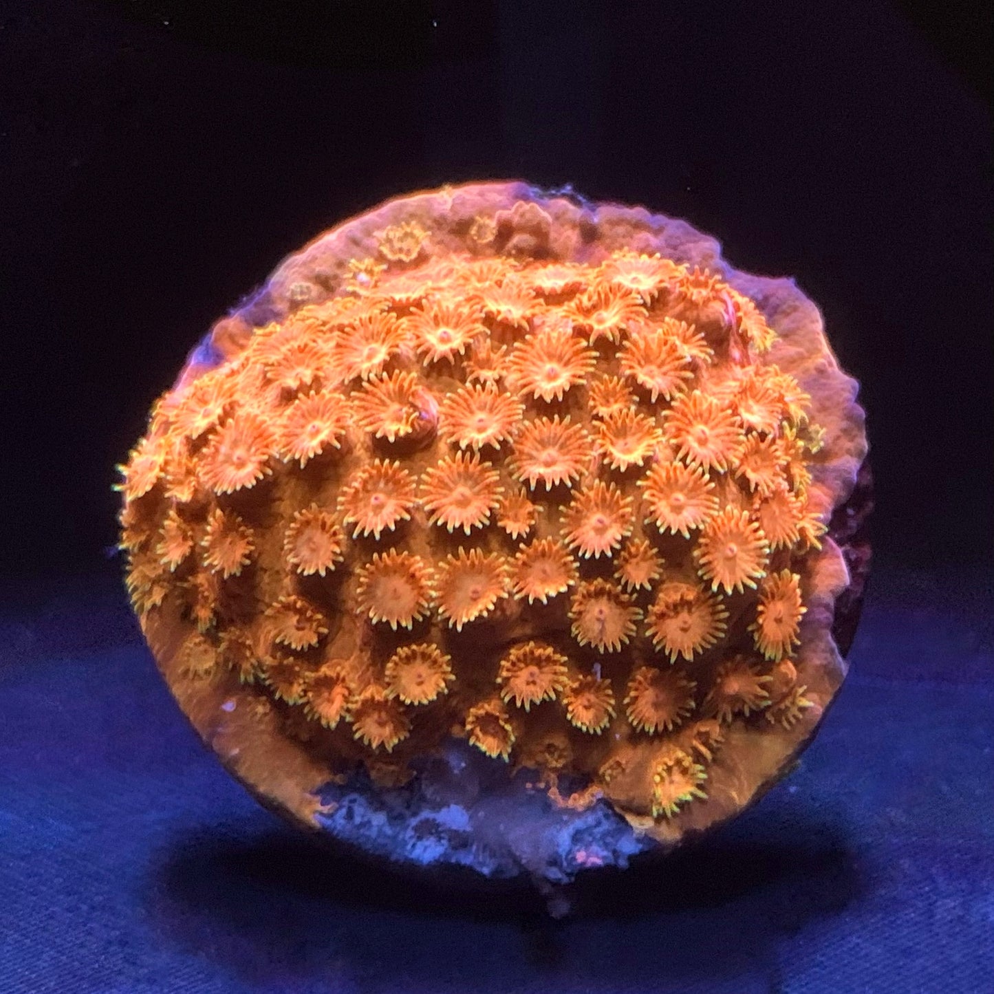 Sunkist Cyphastrea