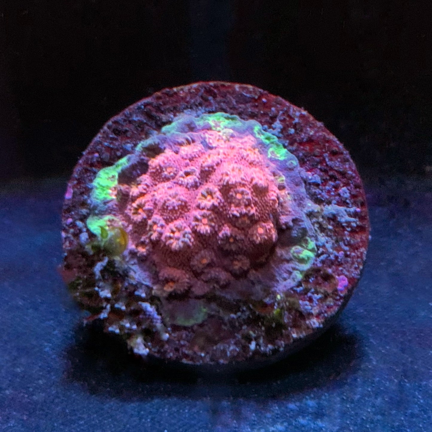 Rainbow Skittels Cyphastrea