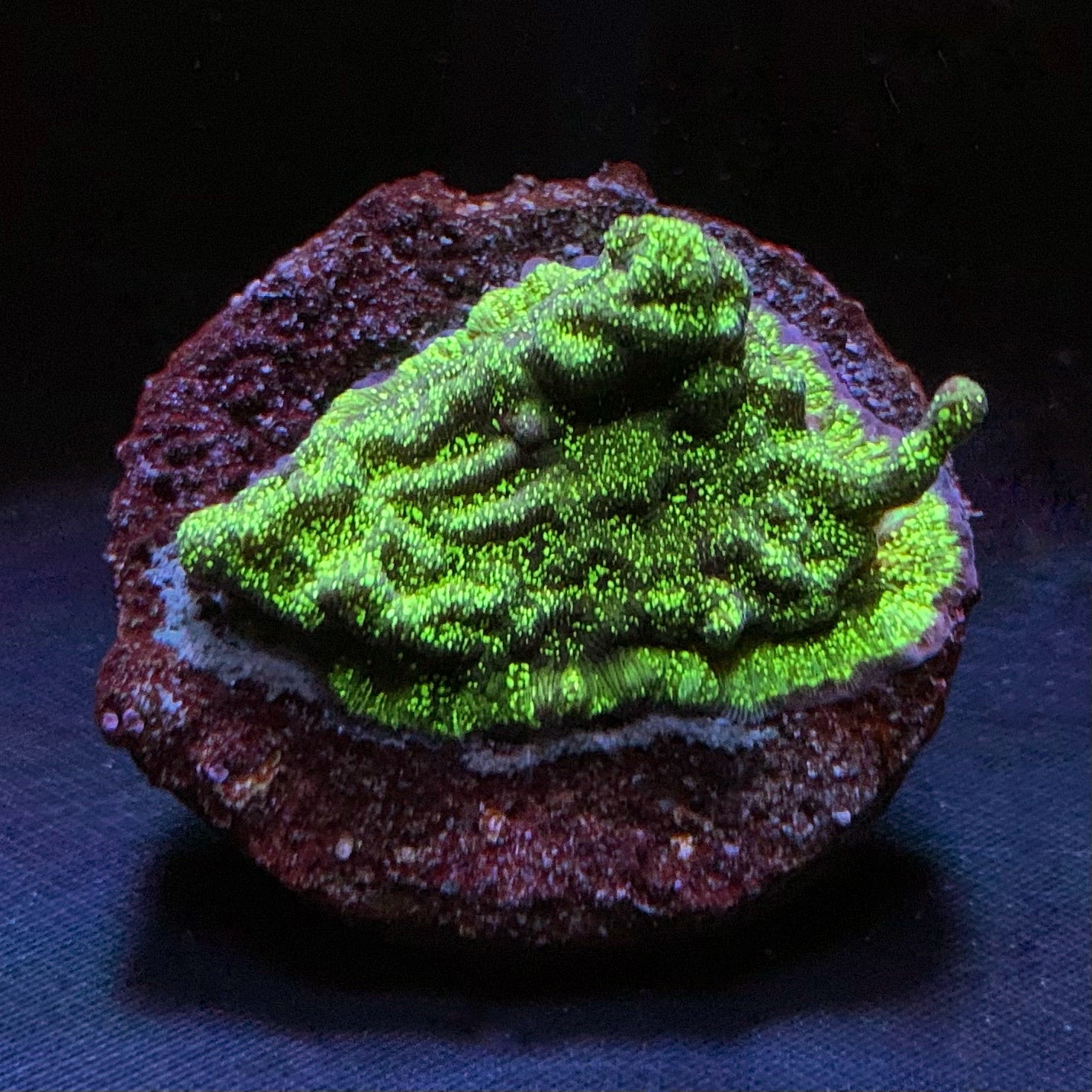 Discoball Leptoseris Dreamreef corals