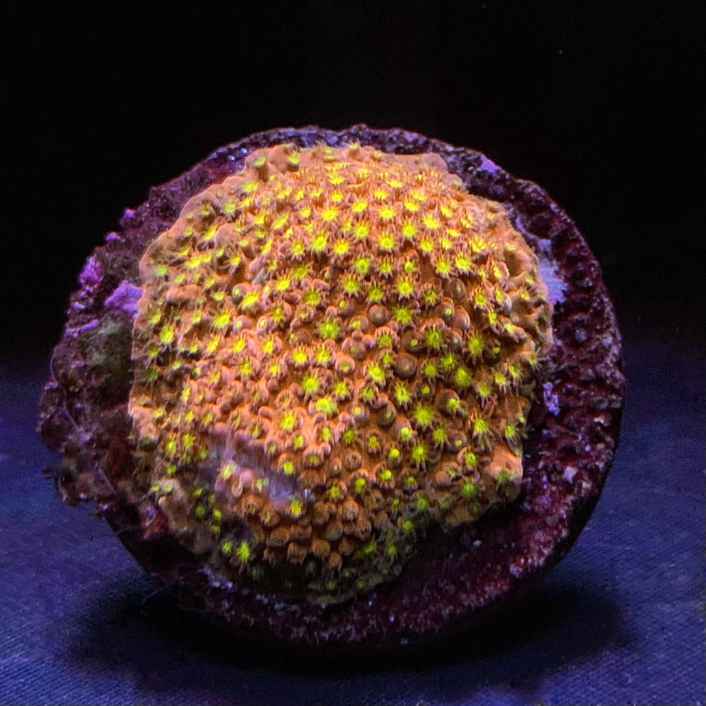 Sunset Stylocoeniella