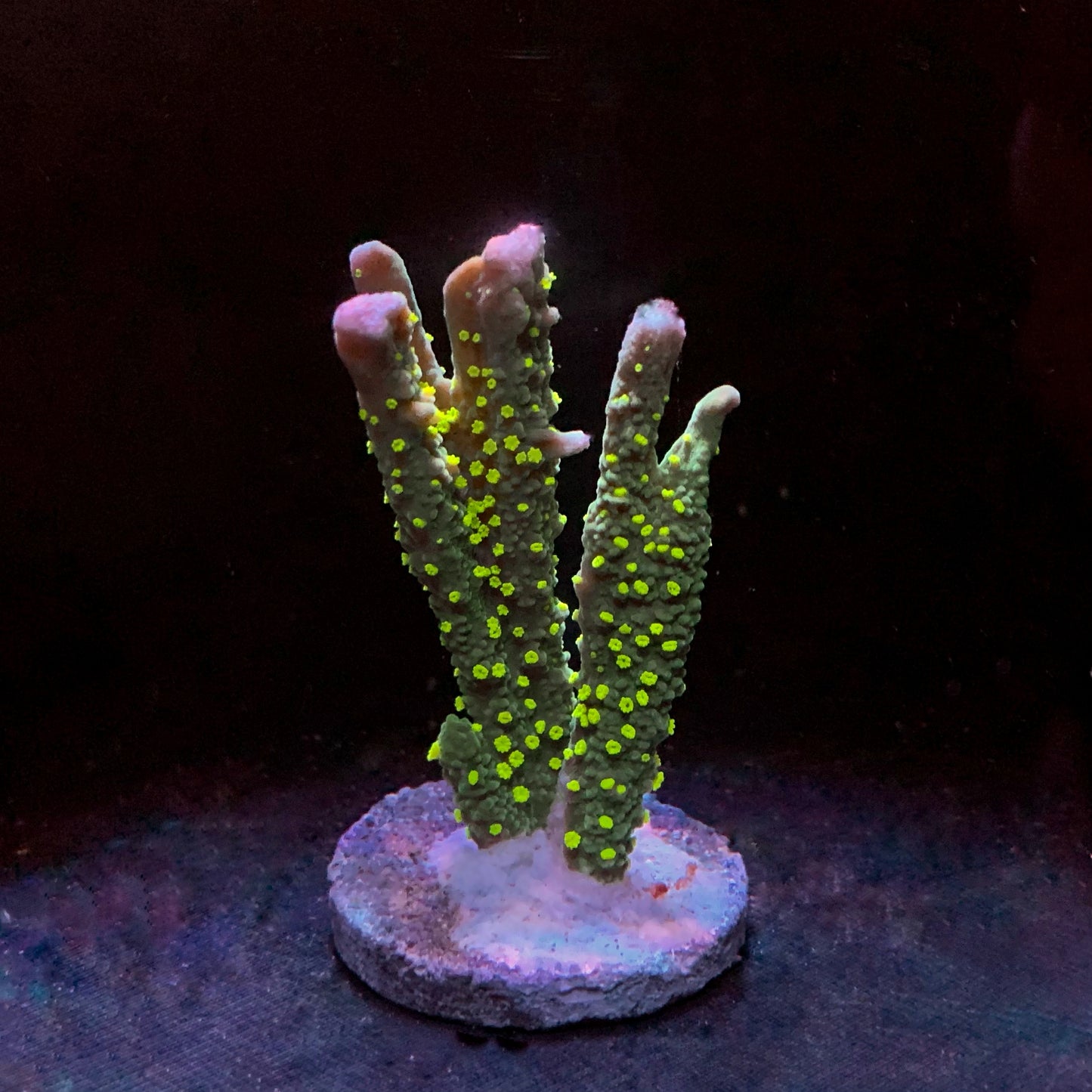 Hulk Montipora