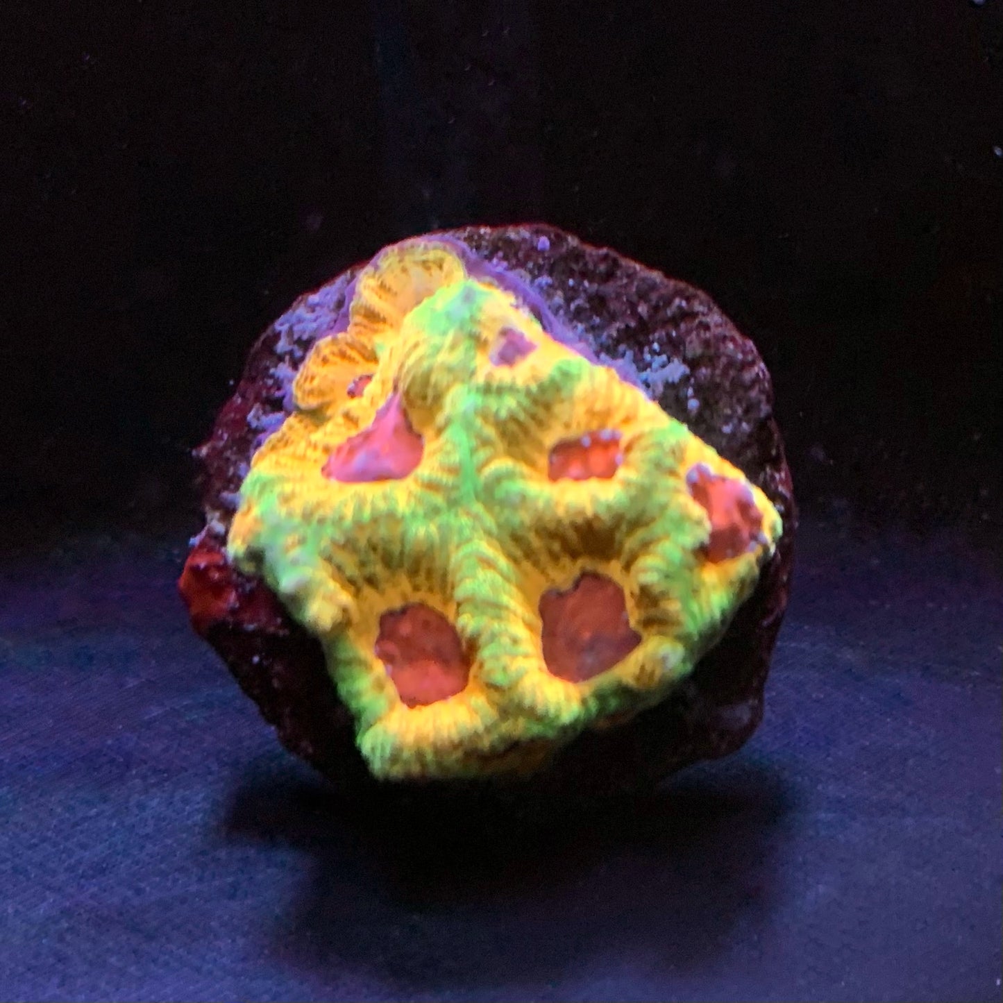 Fascination Favites