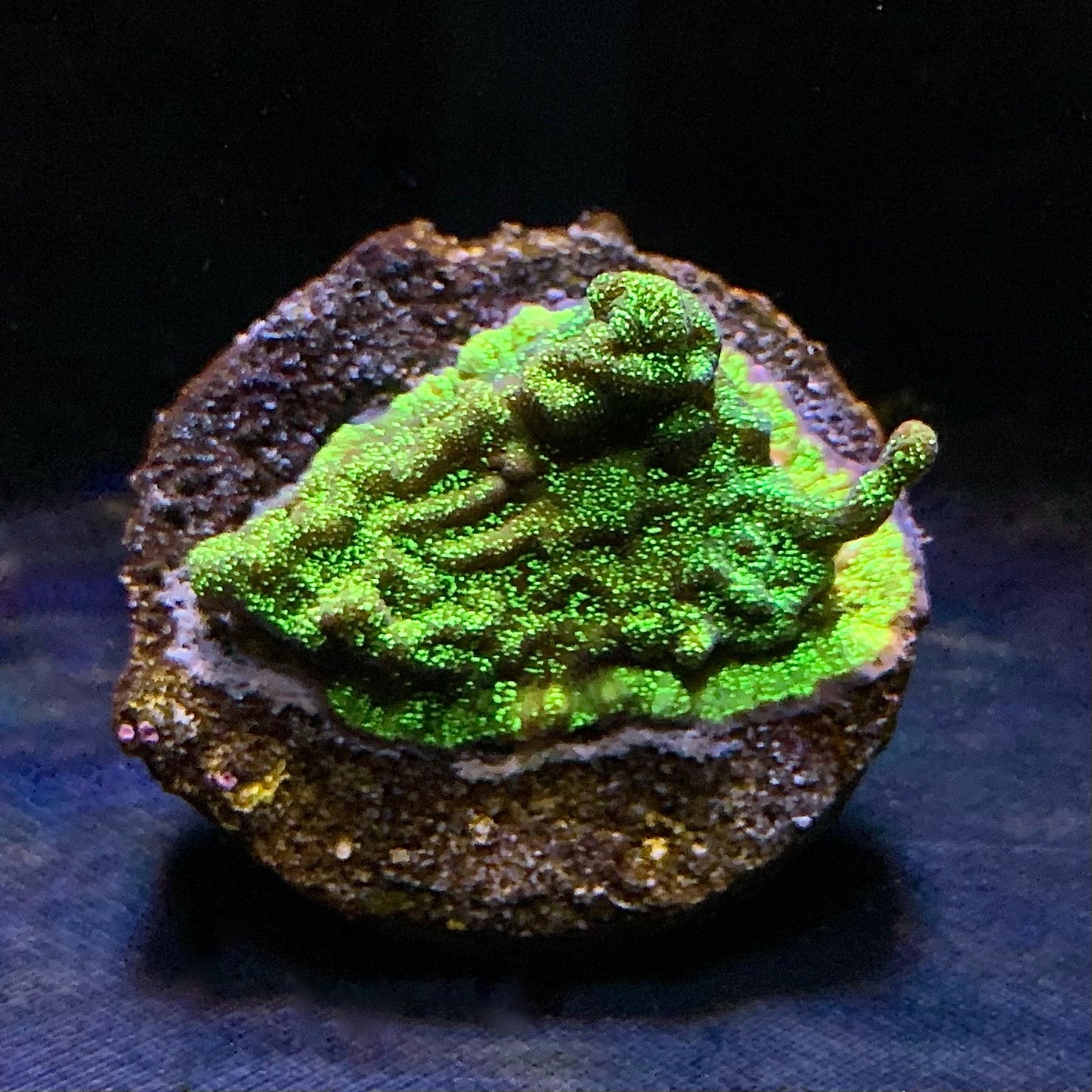 Discoball Leptoseris