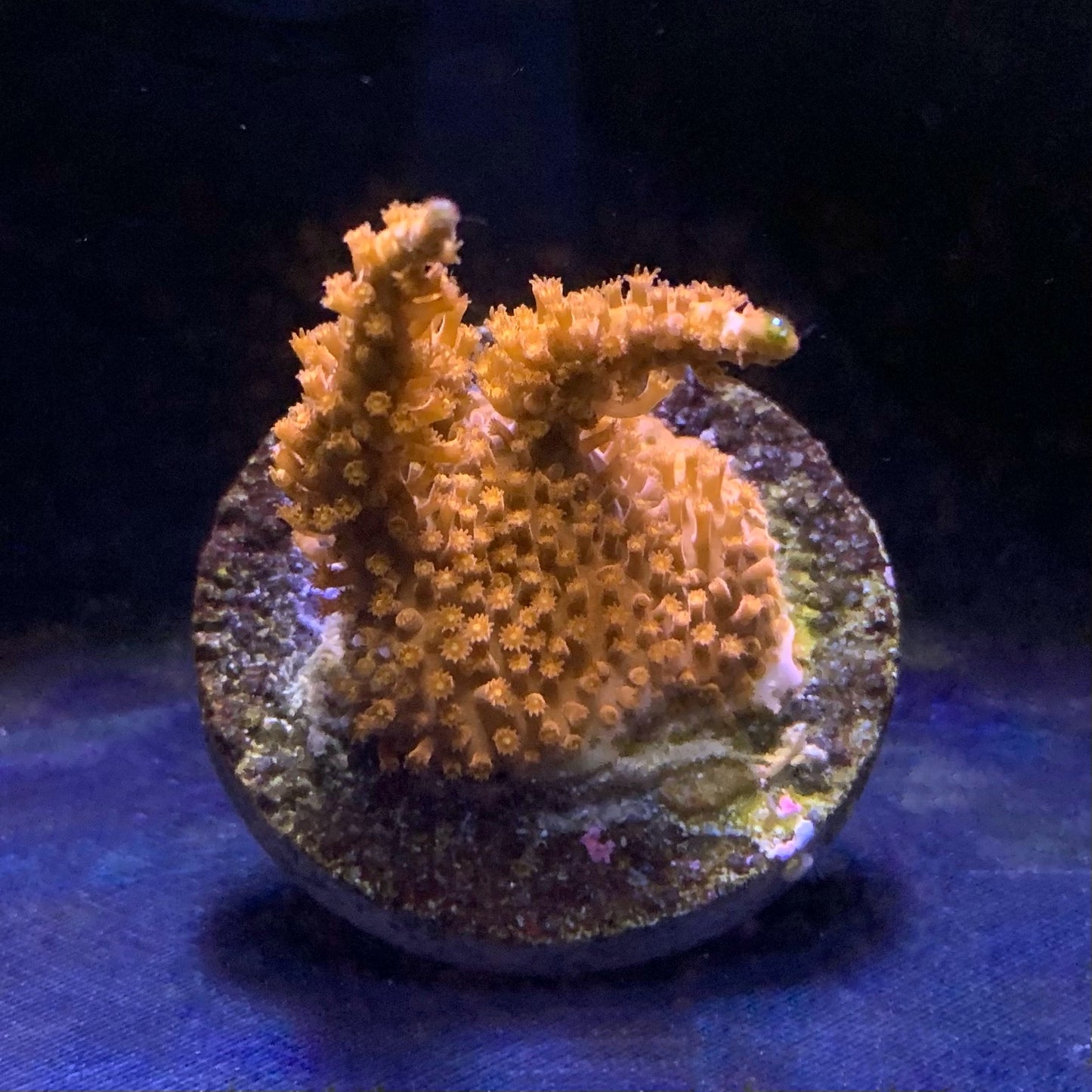 DR Bloody Red Stylocoeniella