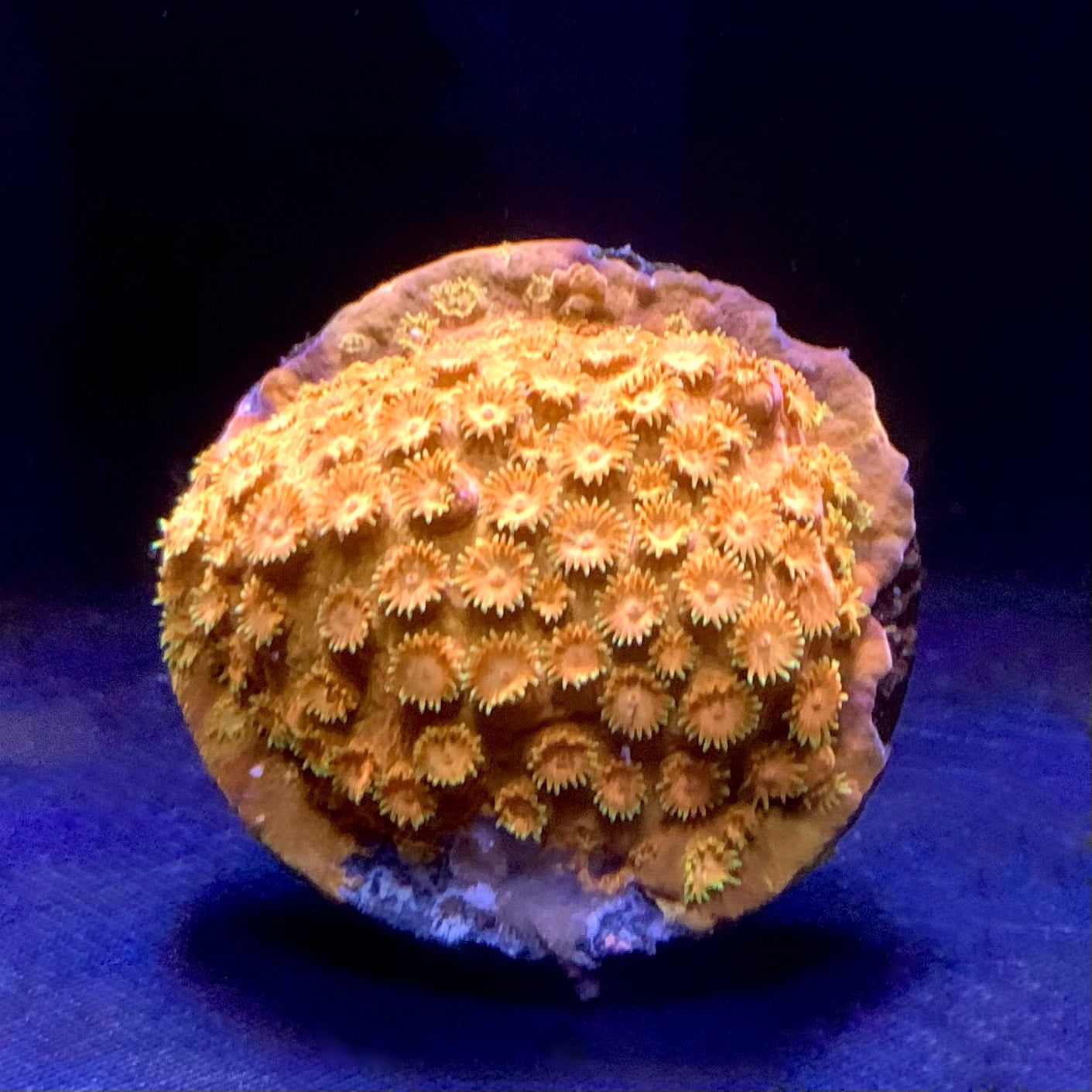 Sunkist Cyphastrea