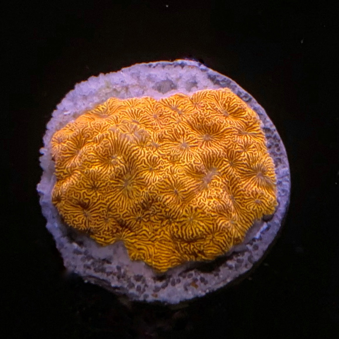 Lava Leptoseris