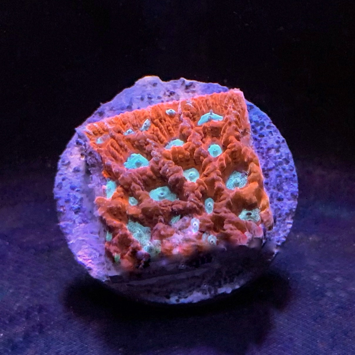 DR Paranoia Favia