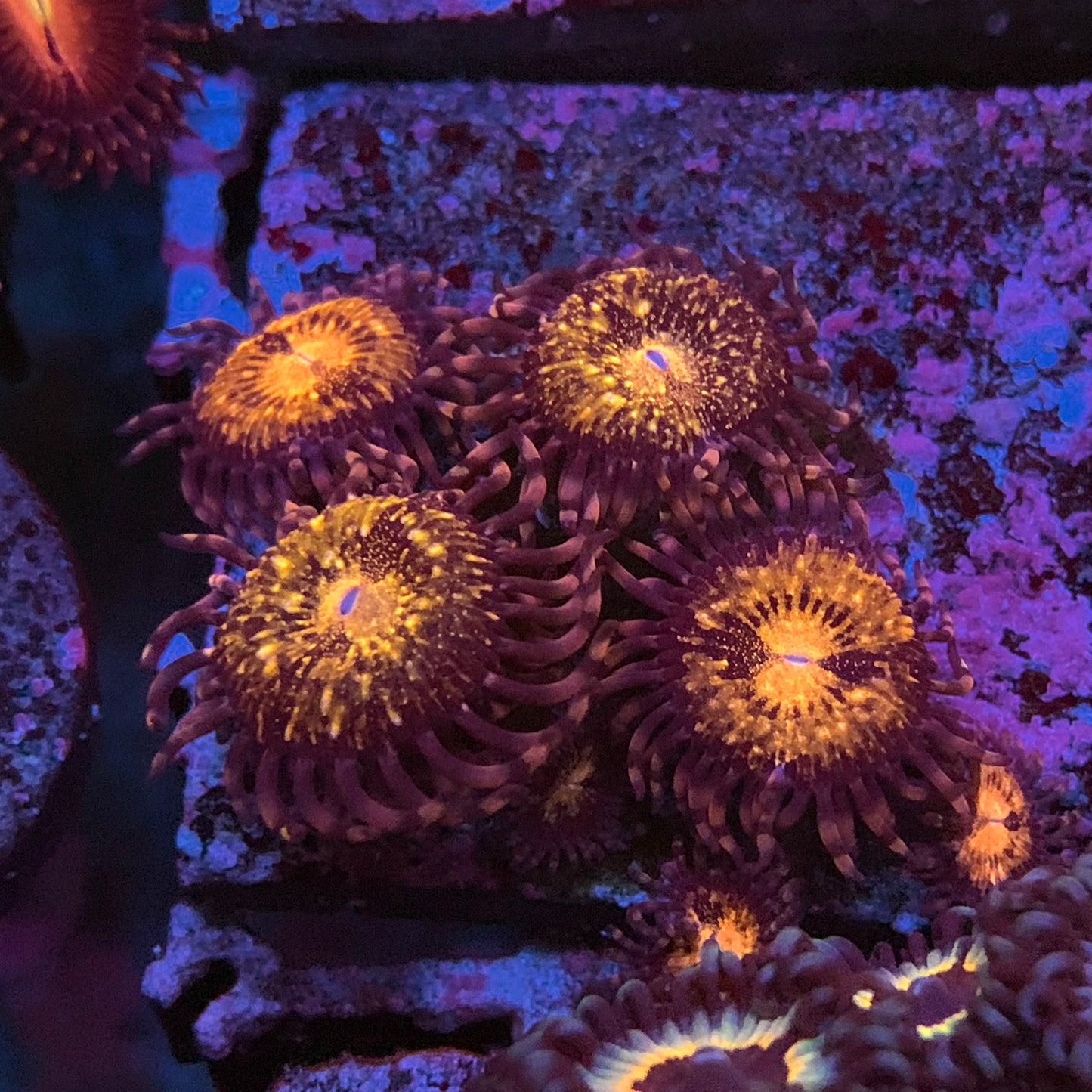 Farry Zoanthus