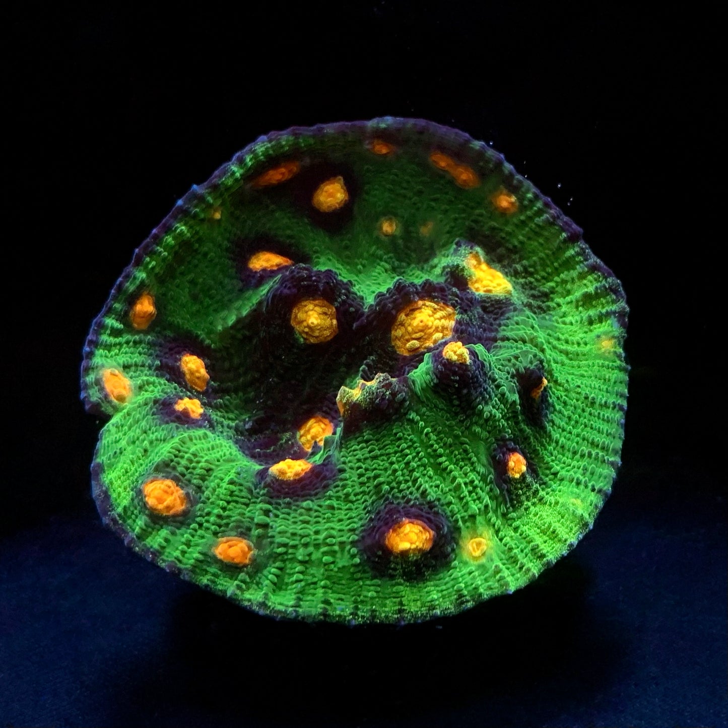 Raja Rampaje Chalice