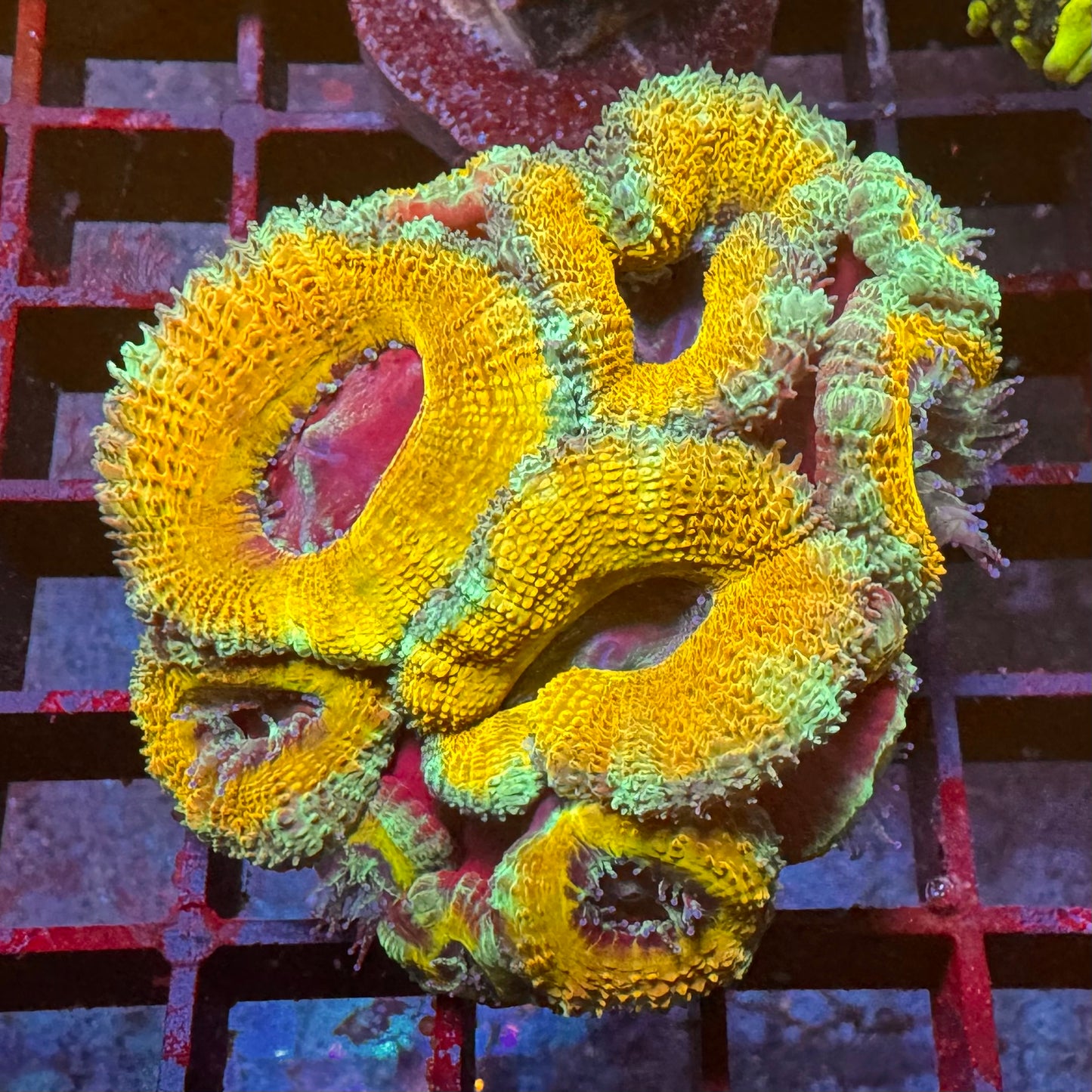 24k Acan