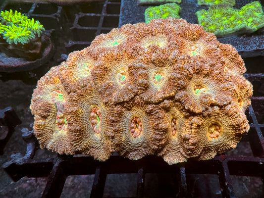 Rosa Acan