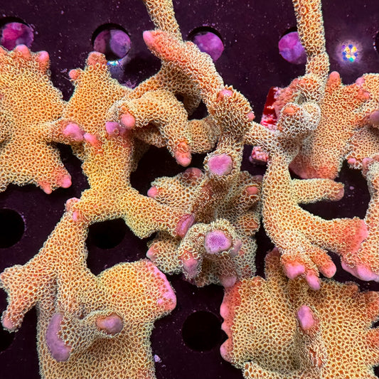 Gold Money Montipora