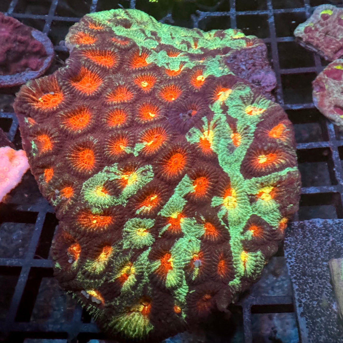 Splatter Grafted Favia
