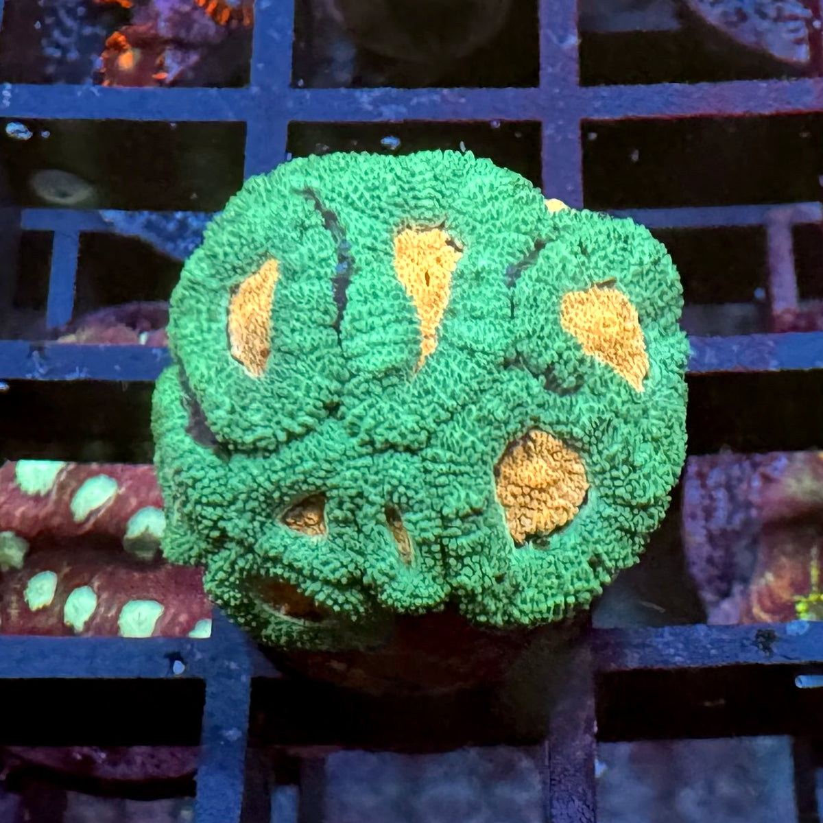 Cys Pink Eye Micromussa