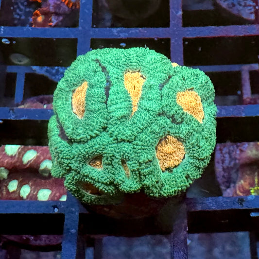 Cys Pink Eye Micromussa