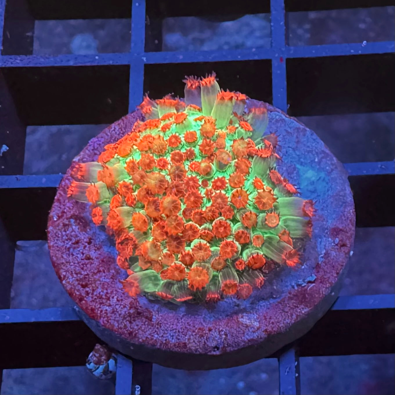 Cherry Blossom Stylocoienella (First Frag)