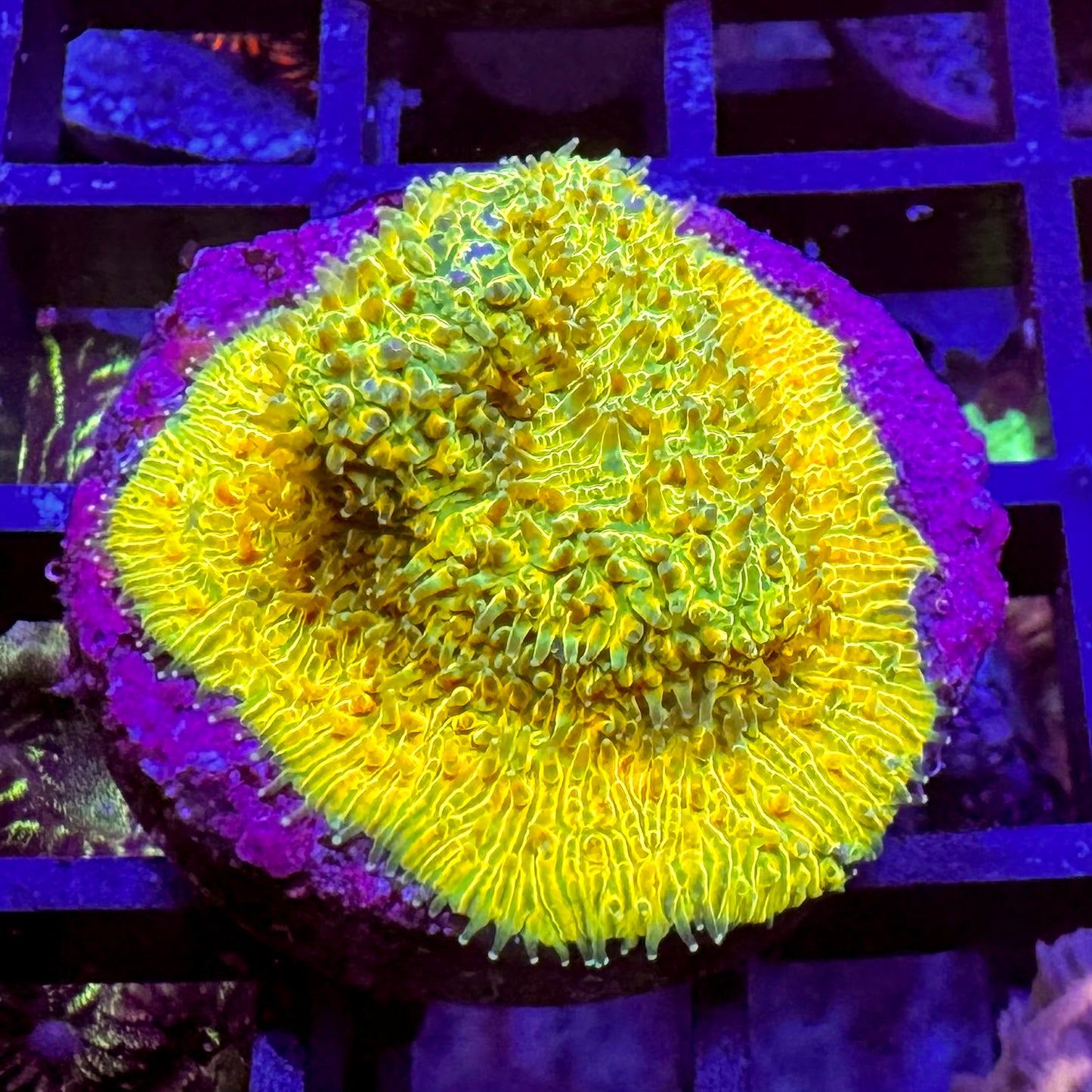 TSA Neon Yellow Lytophylon