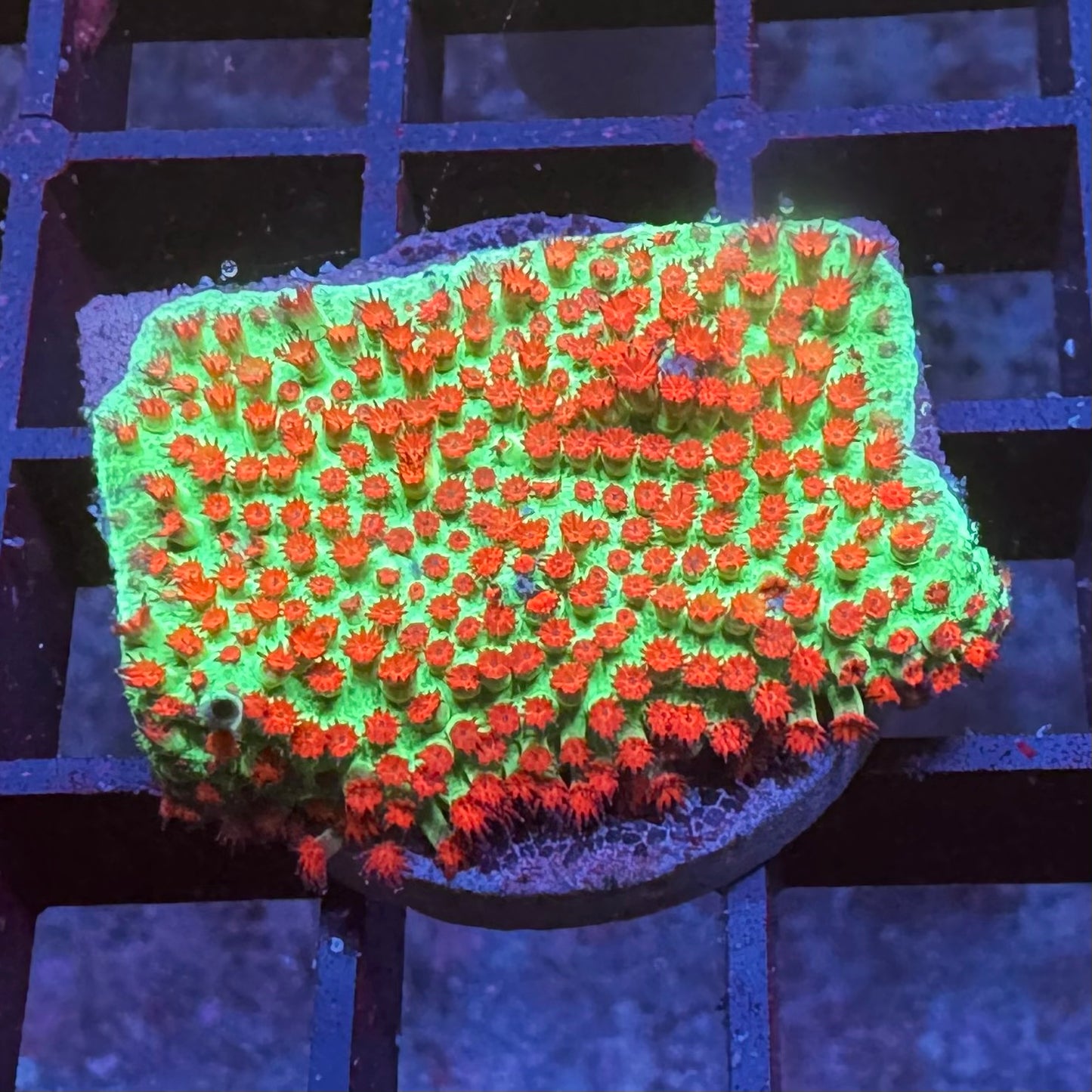 Cherry Blossom Stylocoienella (First Frag)