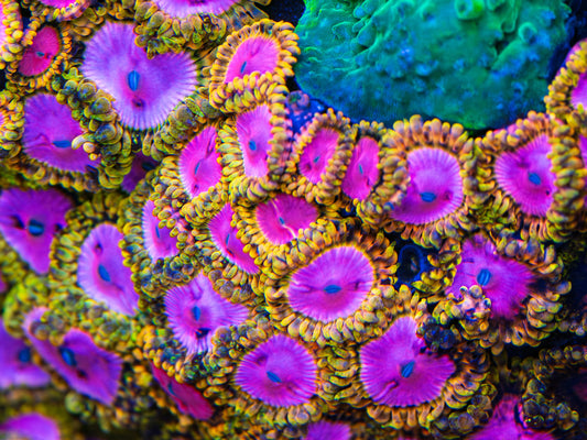 RR Pink Diamond Zoa