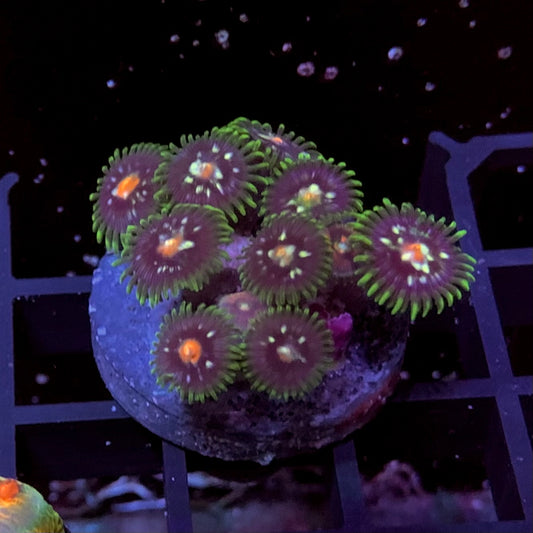 Stargazer Zoa