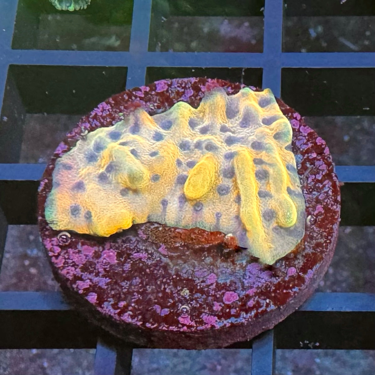 Crazyt Montipora