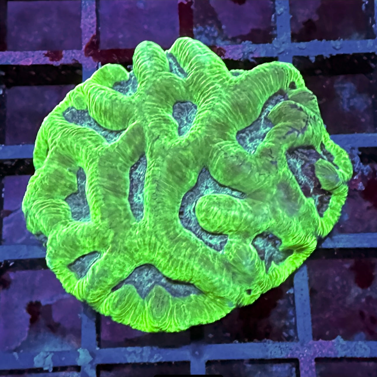 Platygira Uranium glow