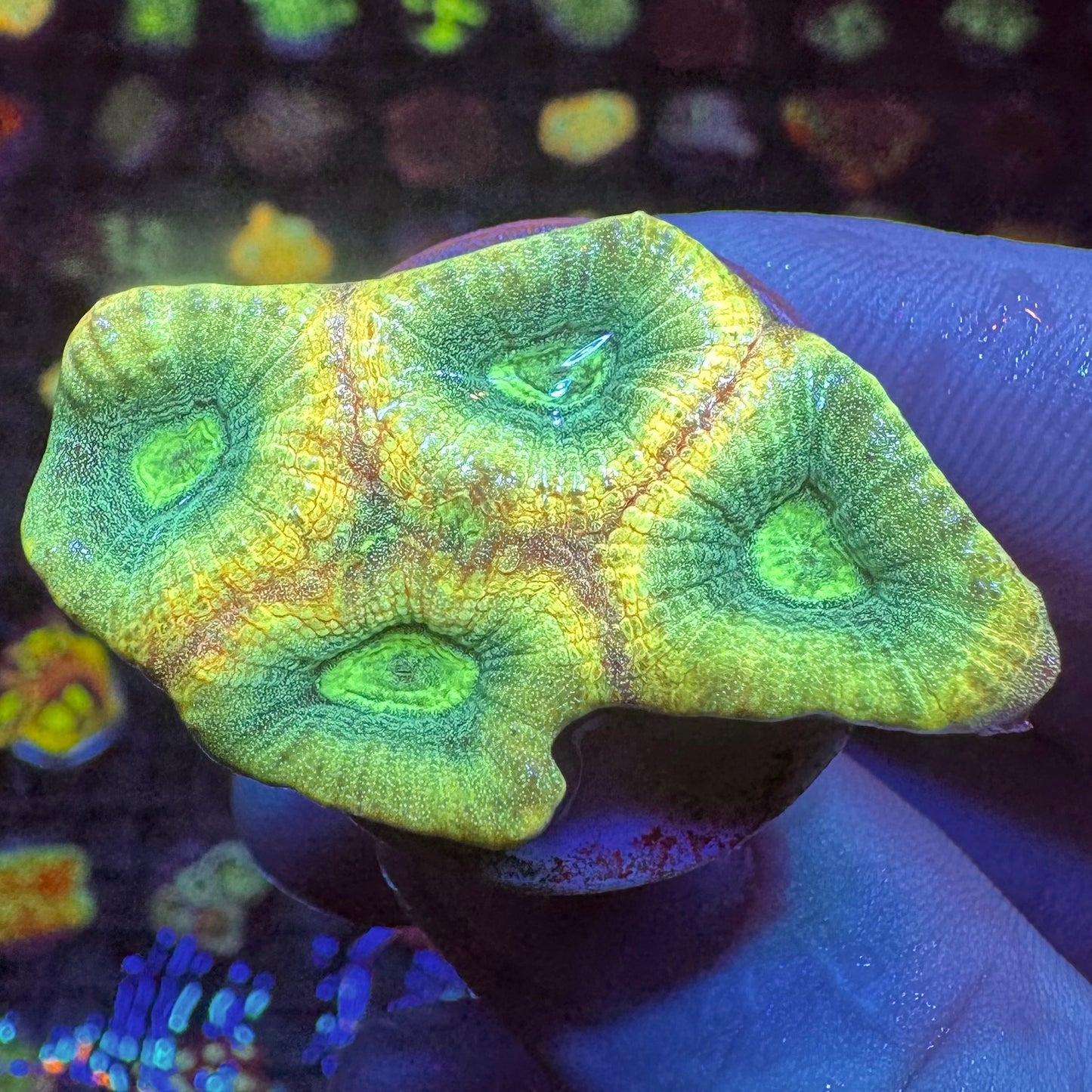 Kaleidoskop Favia