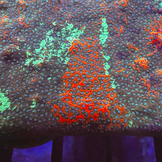 Grafted Mystic Sunset Montipora