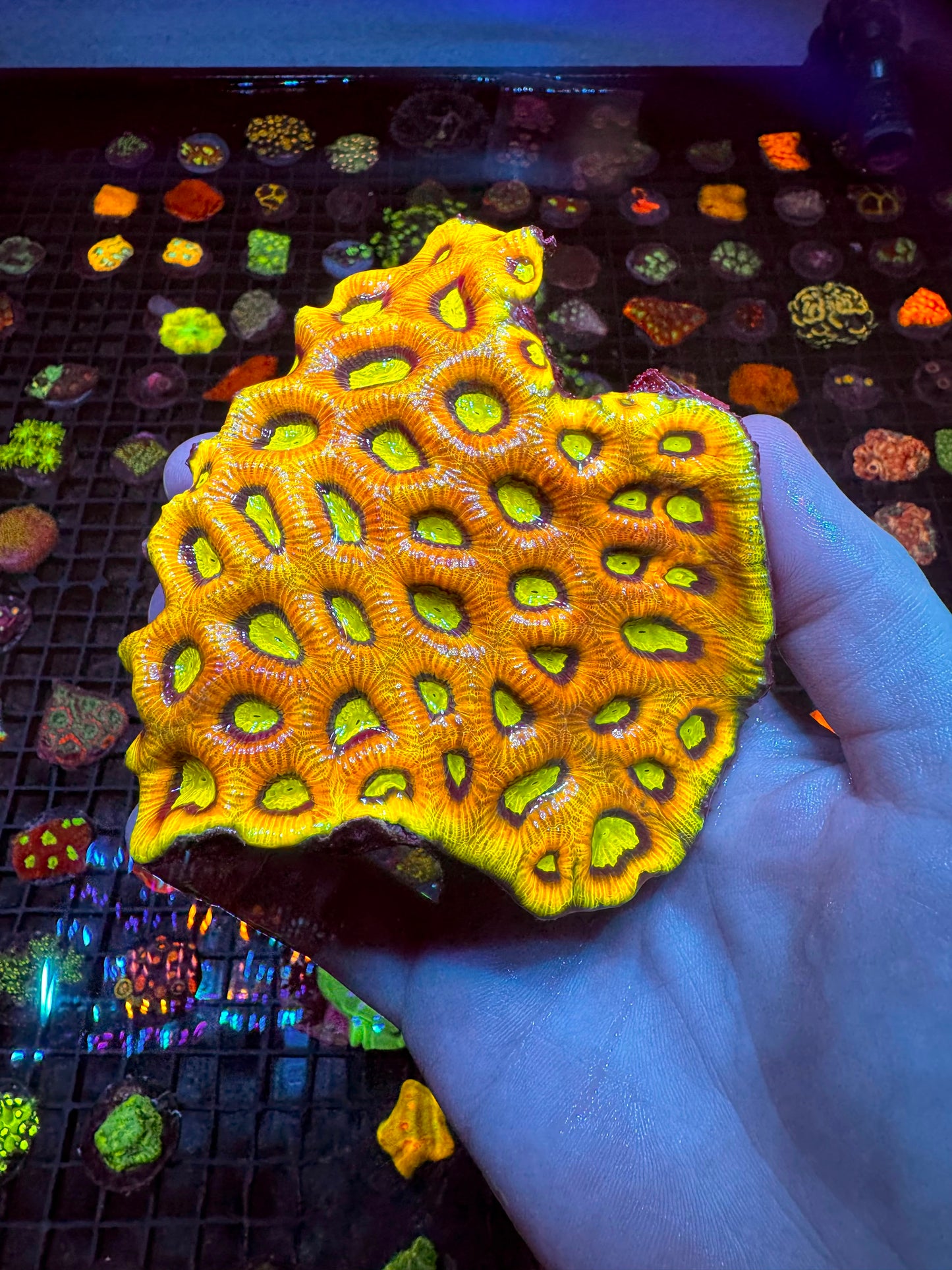 Yellow Dragon Favia