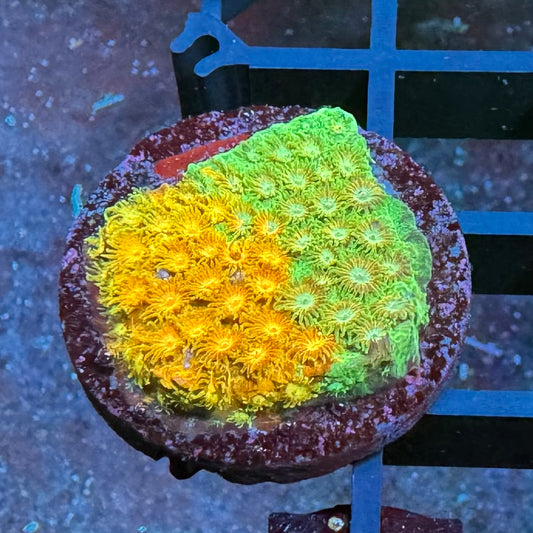 WWC Tutti Frutti Grafted Cyphastrea