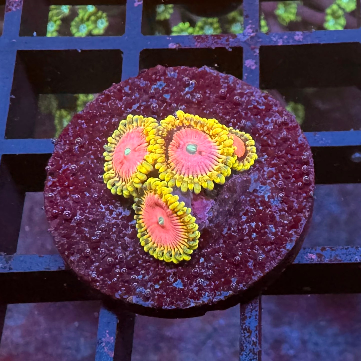 RR Pink Diamond Zoa