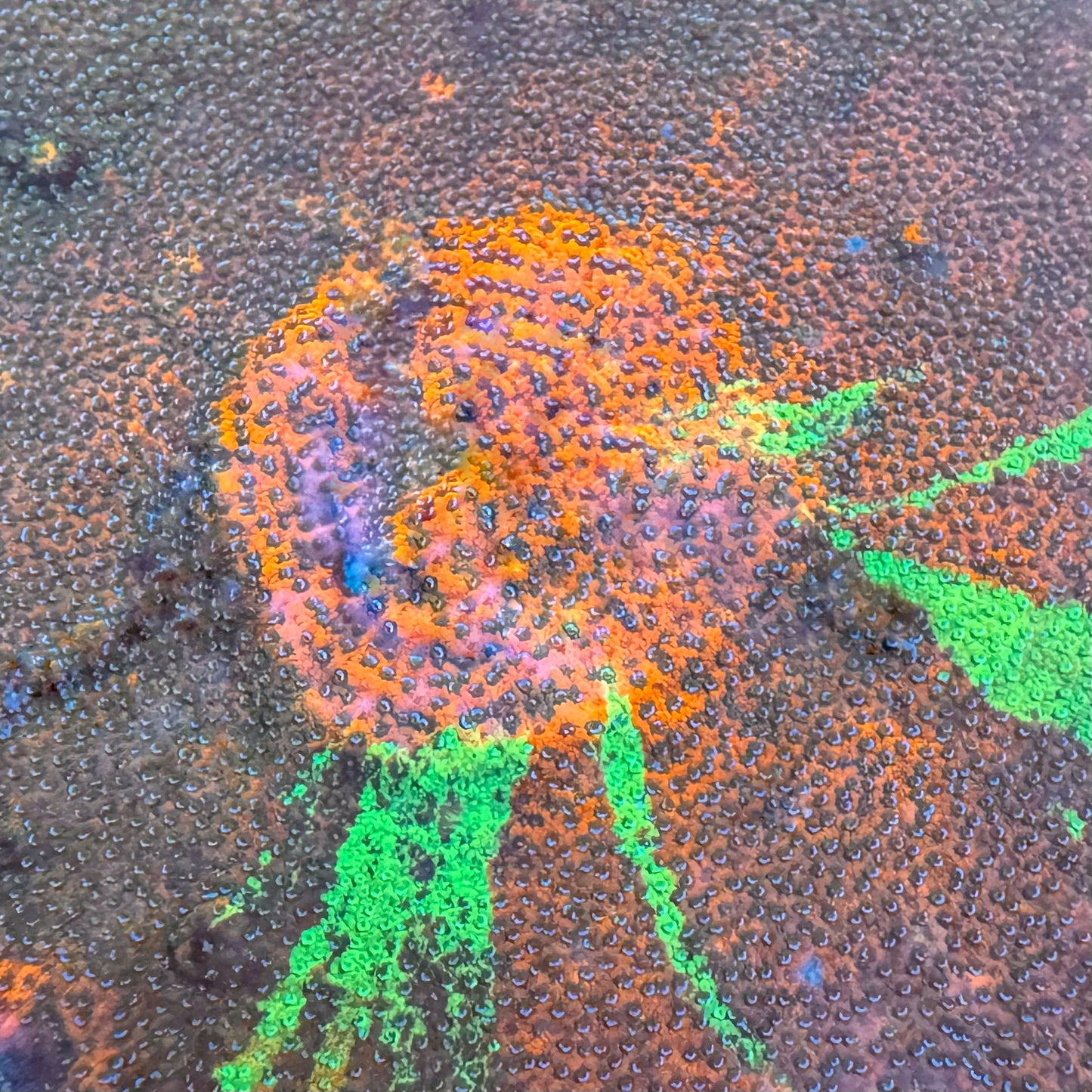 Grafted Mystic Sunset Montipora