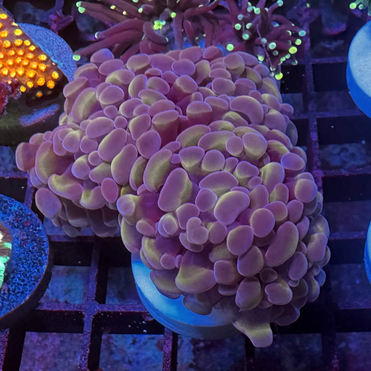 Bambie Euphyllia