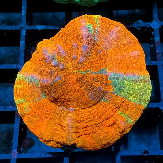 Bleeding Orange Scolymia (Sehr selten)