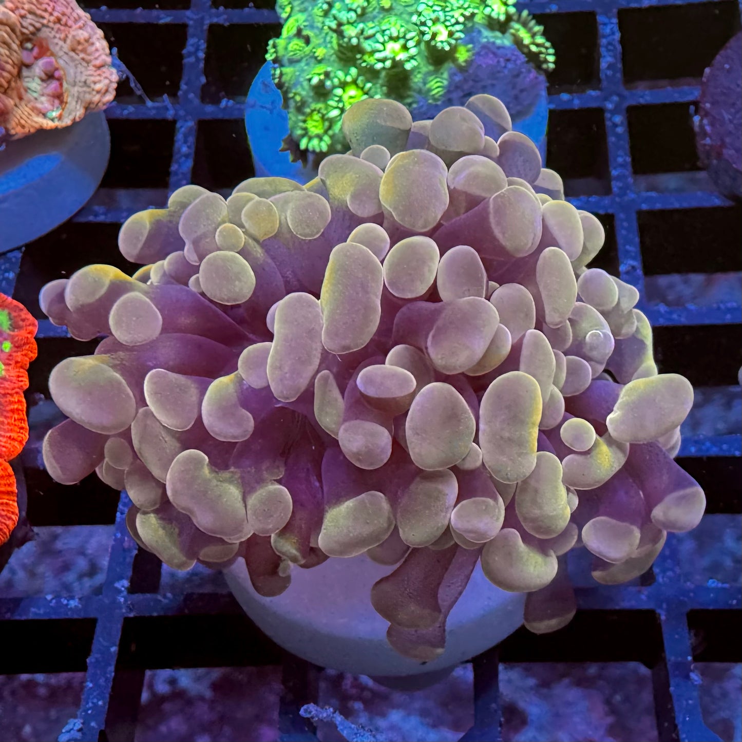 Bloodmoon Euphyllia