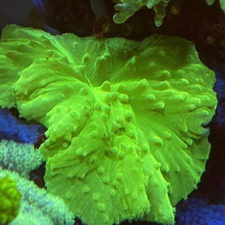 Sinularia Bassica Neon