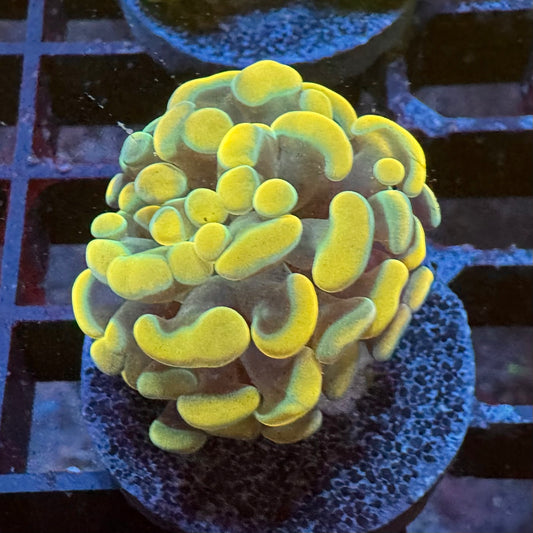 Gold Nugget Euphyllia