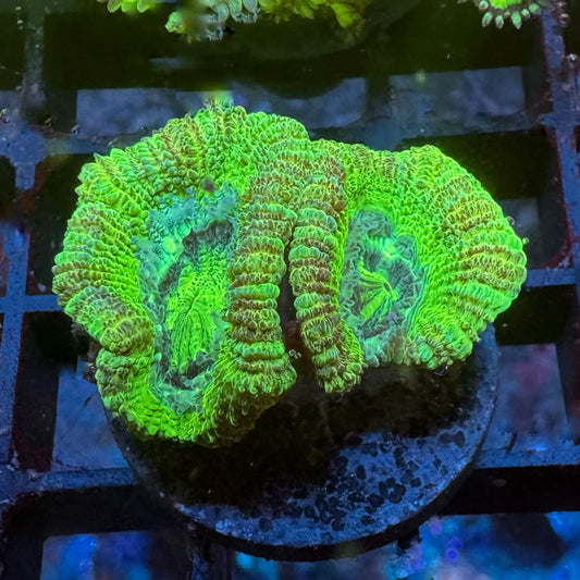 Plutonium Acan
