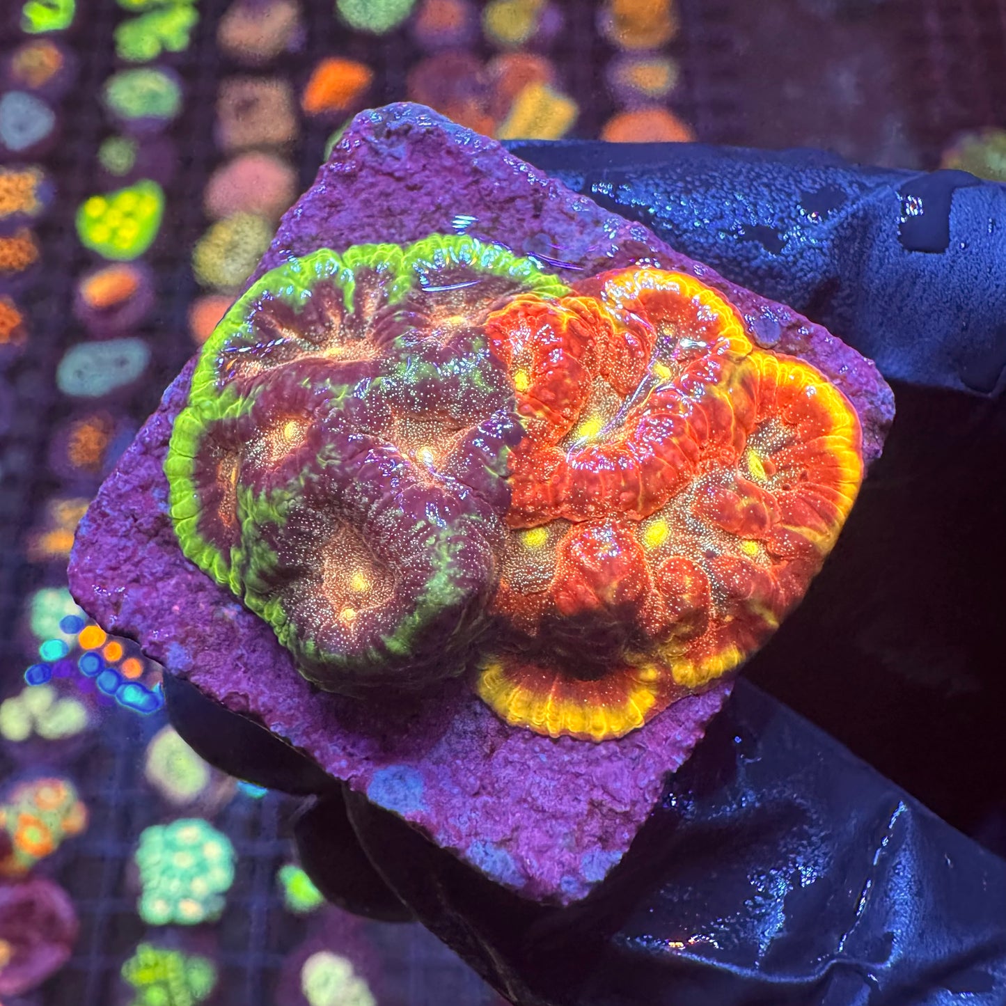 XL Grafted Inferno Favia